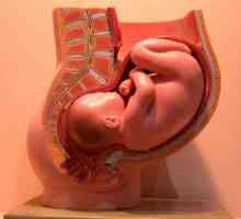 Što je embriologiju? Da ispituje nauka embriologije?