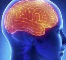 Ono što je mozak: njegova struktura i funkcija