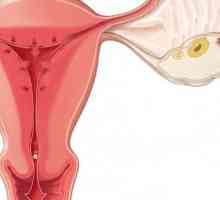 Što je ovulacija i kako ga izračunati? ovulacija kalkulator