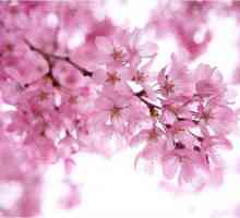 Ono što je Sakura i japanski nego što je skupo