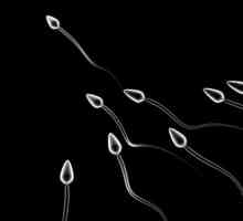 Ono što je sperme i kako funkcionira?