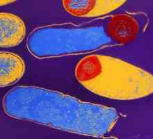 Koja je kontroverze u biologiji (u bakterije, gljivice i biljke)?