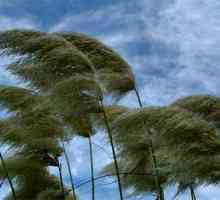Ono što je vjetar i kako je formirana