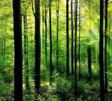 Koja raste u šumi i koji živi? Opis proljeće i jesen šuma
