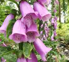 Divan cvijet Foxglove: sadnju i njegu