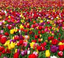 Boje tulipani. vrijednosti boja tulipani