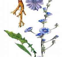 Cikorija cvijeće u narodnoj medicini. Cvjetovi cikorije su korisni i kako ih koristiti?
