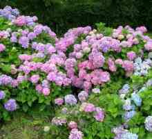 Hortenzija cvijeće - ono što bi moglo biti ljepše?