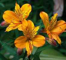 Cvijet astrameriya: uzgoj, održavanje i korišćenje u bukete