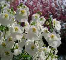 Diascia cvijet: uzgoj sjemena, sadnog materijala po reznicama, brigu, cvatu