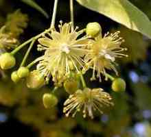 Linden flower: ljekovita svojstva i metode korištenja
