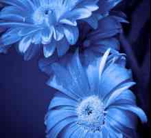 Cvijet sa plavim cvijećem. Imena plavo cvijeće, fotografije