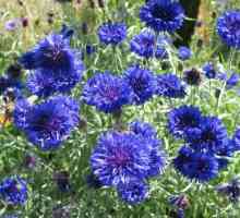 Cvijet sa plavim cvijećem - što je mali raj na Gredica
