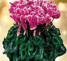 Blooming zima ljepota - tsiklomeniya. Cvijet: održavanje i karakteristike uzgoj u kući