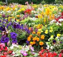 Cvijeće vikendice: što odabrati početnik vrtlar
