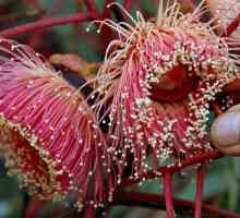 Cvijeće Eukaliptus: divno čudo prirode