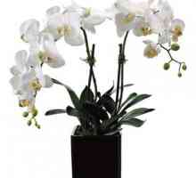 Orhideja cvijeće Bijela: fotografija i opis