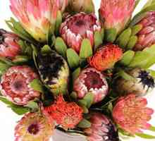 Cvijeće - protiv Južne Afrike tropske ljepote sa karakterom