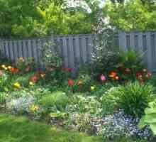 Vrt cvijeće: višegodišnje za vrt i cvjetnjaci