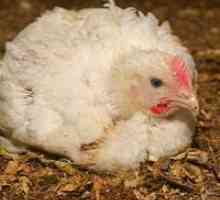 Piletina pilići: kontrolu i prevenciju bolesti