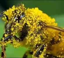 Darove prirode za zaštitu zdravlja: polena - korisne osobine i primena