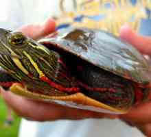 Dekorativni kornjače: briga, vrste i karakteristike sadržaja