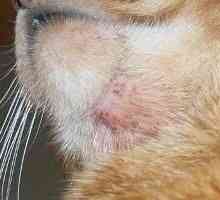 Akne kod mačaka: oblici i simptomi infekcije