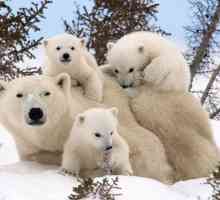 Dan polarnog medvjeda - ono što je ovaj praznik i kako možete proslaviti?