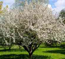 Marvelous vrijeme kada drveće Apple Blossom