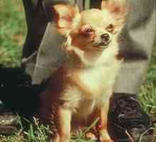 Dugodlaka Chihuahua - najbolji prijatelj