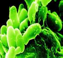 Šta su Bifidobacteria? Smanjenim sadržajem bifidobakterija: šta da radim? U novorođenčadi pao…