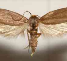 Ono što važi pčela moljac? Tinktura: način primjene
