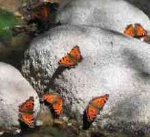 Dolini leptira, Rodos - najromantičnije mjesto na planeti