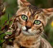 Početna leopard cat - utjelovljenje milosti i elegancije