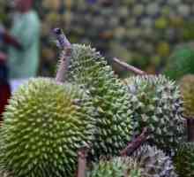 Durian - kralj voća