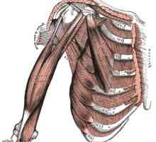 Biceps brachii kao jedan od glavnih elemenata lokomotornog sistema ruke. Struktura biceps