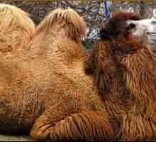 Bactrian Camel - brod pustinje