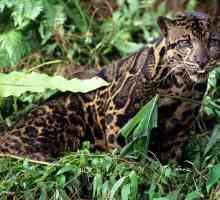 Leparda - strašan predator u tropima