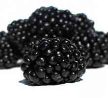 BlackBerry: uzgoj, uzgoj. bolesti kupina