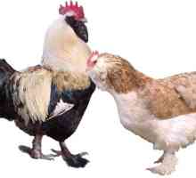 Faverolles Chicken (piletina pasmina): opis i recenzije