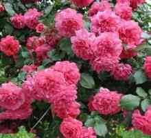 Favorit vrtlara: rose 'Rosarium yutersen "