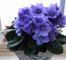Violet sobi: održavanje i reprodukciju. kućne biljke