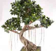 Ficus bonsai: uzgoj kod kuće