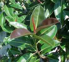 Ficus robusta: opće informacije i uzgoj