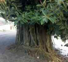 Ficus elastična. Ficus Elastica. Briga i uzgoj doma