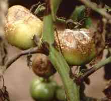 Kasno ugrozila paradajz: metode kontrole i prevencije