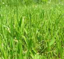 Fitoterapije: korisna svojstva pšenice trave