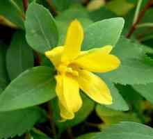 Forsythia prosjek žuta: sadnju i brigu u kući, fotografije
