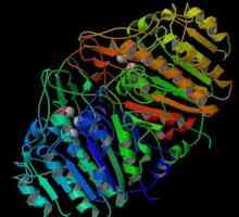 Alkalna fosfataza - važan enzim ljudskom tijelu