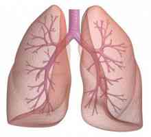 Plućne funkcije. Ljudskih pluća: struktura, funkcija